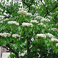 DSC09568.JPG