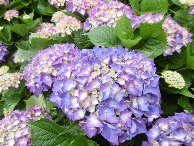 P1440866.JPG P1440866.JPG