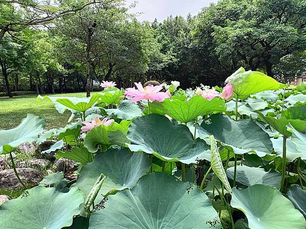 台北市/中正區/華山文創園區/美麗荷花賞拍趣