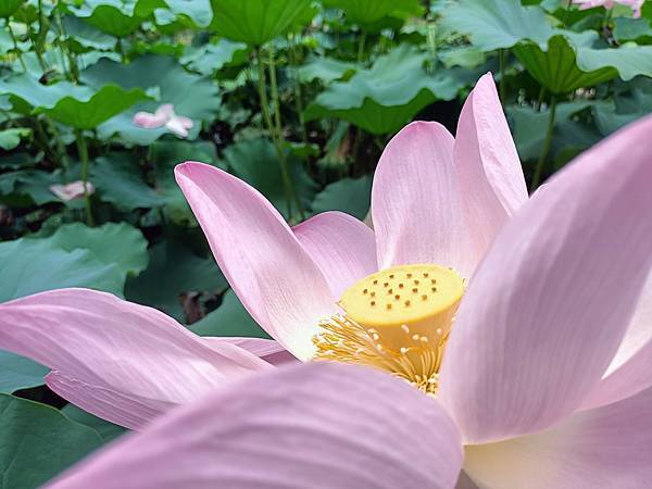 台北市/中正區/華山文創園區/美麗荷花賞拍趣