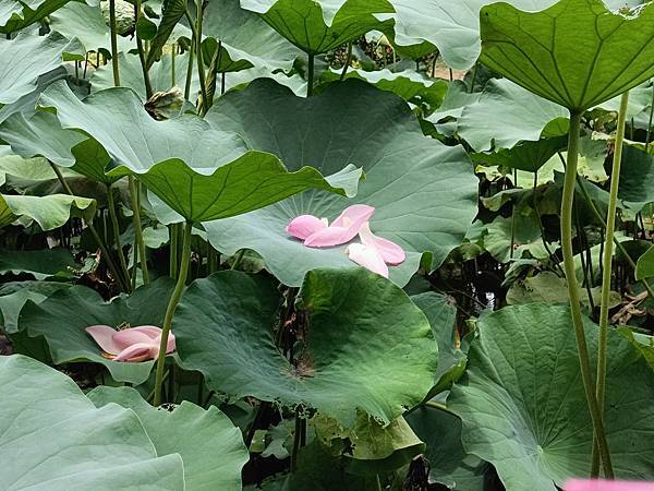 台北市/中正區/華山文創園區/美麗荷花賞拍趣