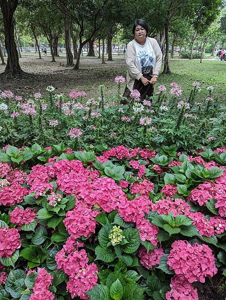 台北市/大安區/大安森林公園/美麗繡球花