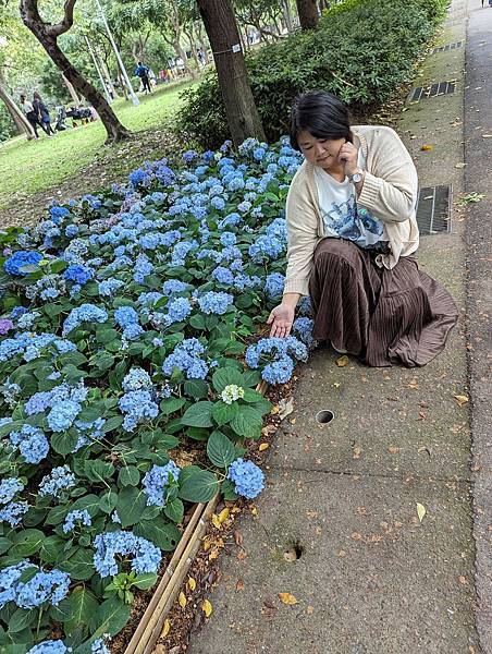 台北市/大安區/大安森林公園/美麗繡球花