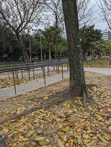 台北市/大安區/大安森林公園/落葉之美