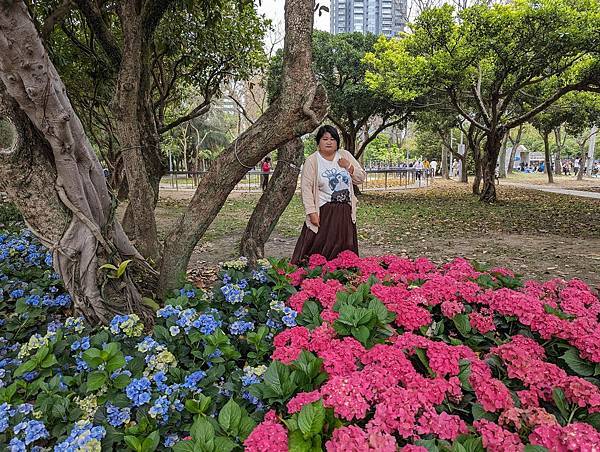 台北市/大安區/大安森林公園/美麗繡球花