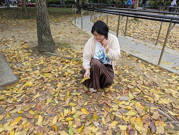 台北市/大安區/大安森林公園/落葉之美