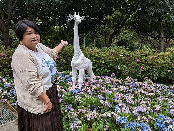 台北市/大安區/大安森林公園/美麗繡球花