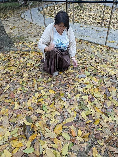 台北市/大安區/大安森林公園/落葉之美