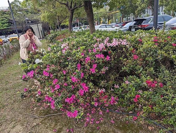 桃園市/中壢區/桃園高鐵站/杜鵑花賞拍趣