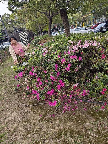 桃園市/中壢區/桃園高鐵站/杜鵑花賞拍趣