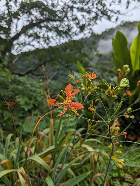 社區旅遊/宜蘭縣/礁溪鄉/五峰旗瀑布/雨中無法往上爬美食街加