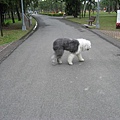 古代牧羊犬嗎