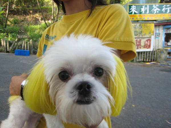 06黃毛路狗甲.JPG