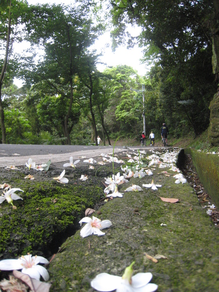 12.桐花漸漸的飄落.JPG
