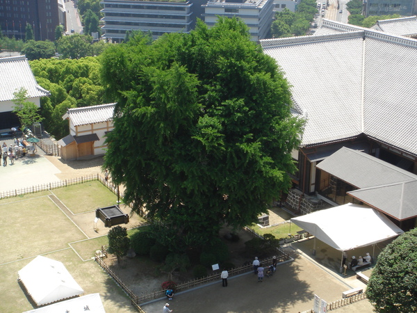 熊本城又名銀杏城