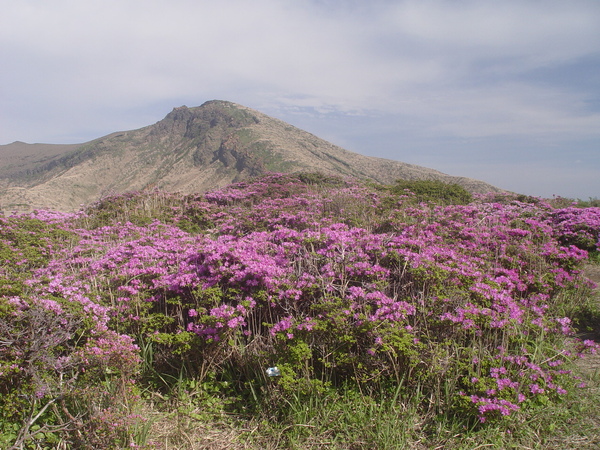 高山杜鵑