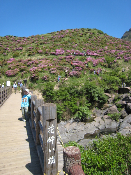 已是杜鵑花季末囉