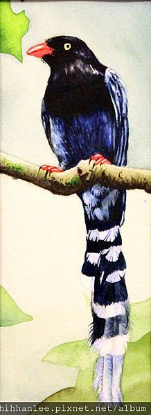 Taiwan Blue Magpie 1