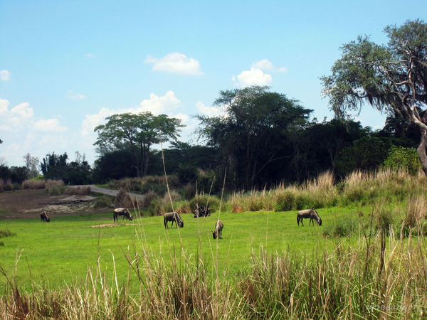 【Animal Kingdom】Pangani Forest Exploration Trail