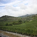 從Visp往Lausanne的路上,葡萄園成了最佳的風景代言