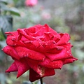 散步到人家的花園正開著一朵鮮紅的玫瑰！(應該是吧)