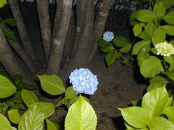 粉藍的繡球花