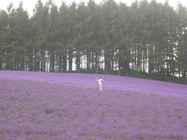 山坡上的薰衣草田5