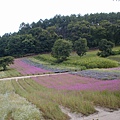 富田農場山坡上的花田1