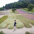 富田農場山坡上的花田2