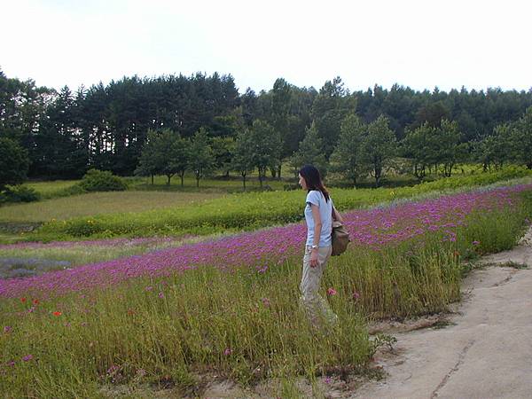 富田農場山坡上的花田3