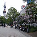 大通公園的紫丁香花季