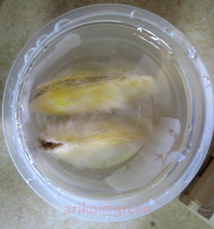 膨脹中的土芒果莢 膨脹中的土芒果莢