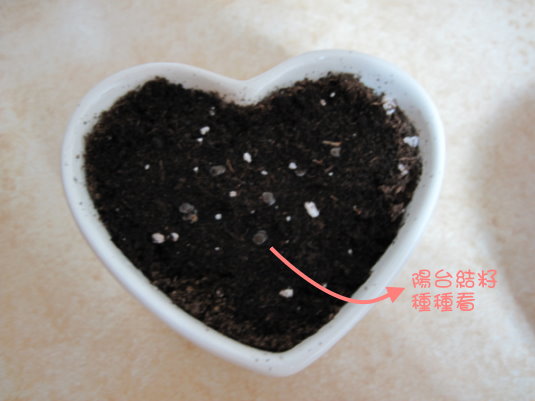 種種看的花 種種看的花