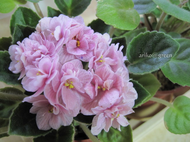 花瓣帶紫點 花瓣帶紫點