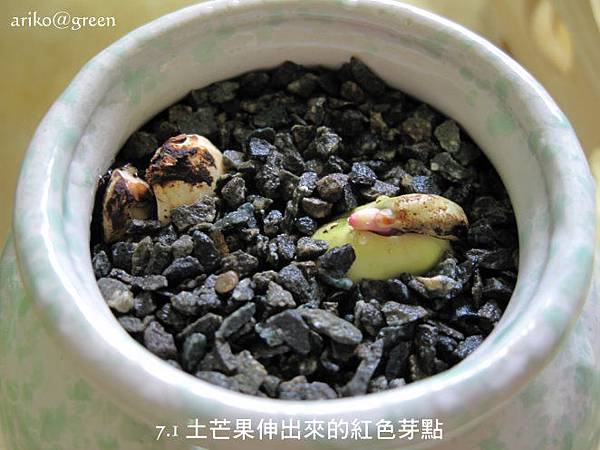 7.1土芒果快要發芽了