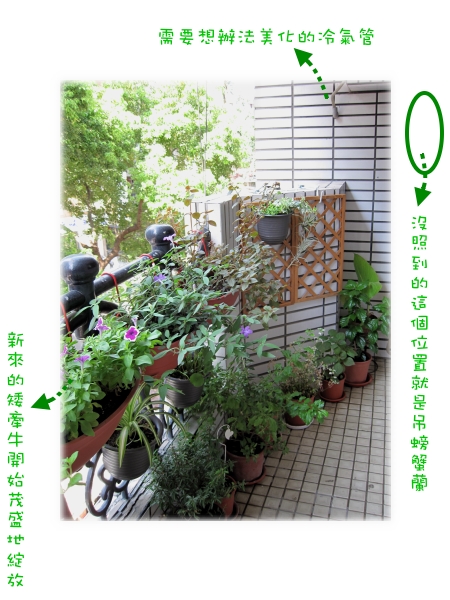 2009.7.6的陽台長相 2009.7.6的陽台長相