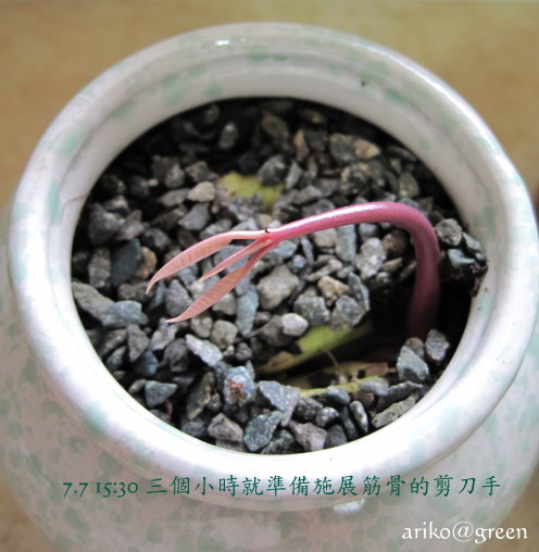 7.7剪刀手誕生 7.7剪刀手誕生