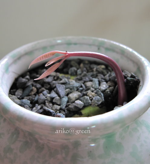 斜陽中的剪刀手(芒果種子盆栽) 斜陽中的剪刀手(芒果種子盆栽)
