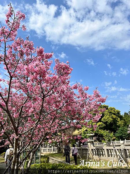 【Arina 旅遊】台灣賞櫻好去處 ~ 林口竹林山觀音寺 櫻