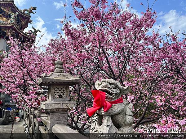 【Arina 旅遊】台灣賞櫻好去處 ~ 林口竹林山觀音寺 櫻