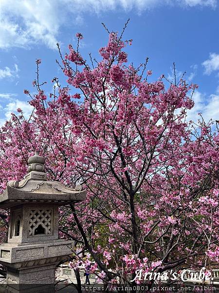 【Arina 旅遊】台灣賞櫻好去處 ~ 林口竹林山觀音寺 櫻