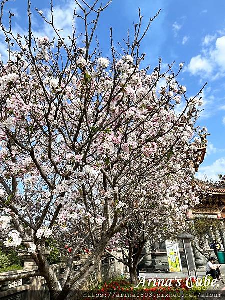 【Arina 旅遊】台灣賞櫻好去處 ~ 林口竹林山觀音寺 櫻