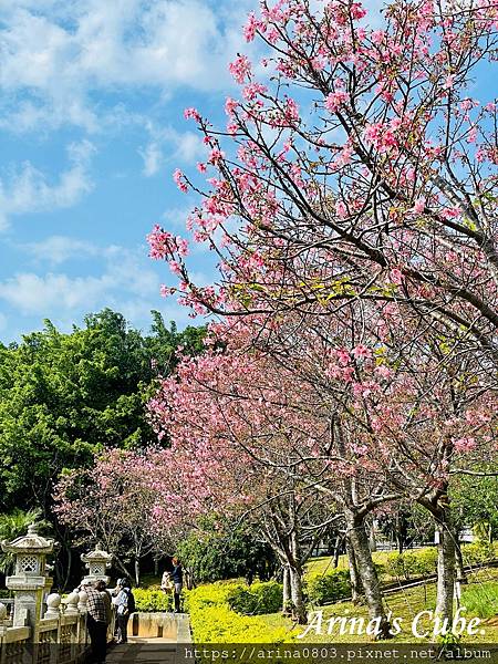 【Arina 旅遊】台灣賞櫻好去處 ~ 林口竹林山觀音寺 櫻