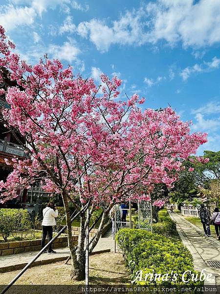 【Arina 旅遊】台灣賞櫻好去處 ~ 林口竹林山觀音寺 櫻