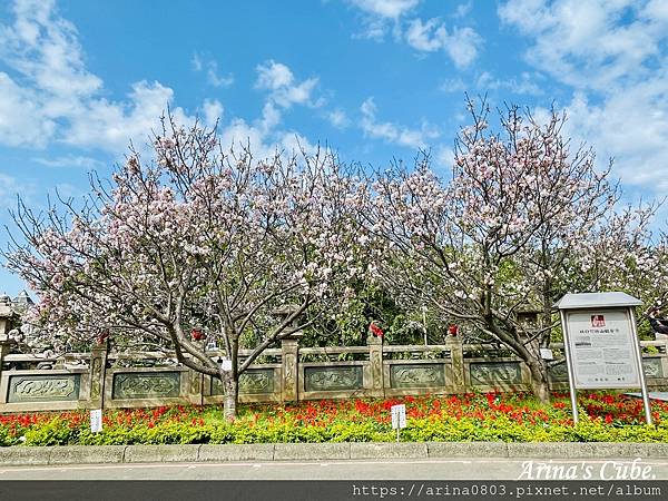 【Arina 旅遊】台灣賞櫻好去處 ~ 林口竹林山觀音寺 櫻