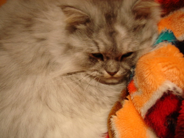 趴著被睡的灰皮