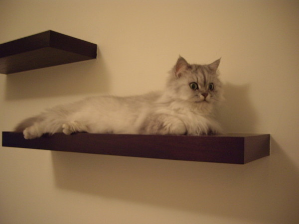 卡妞很愛躺這邊~~