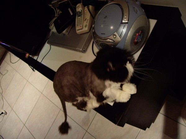 開始頭癢給我看~~