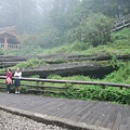 倒下的阿里山神木