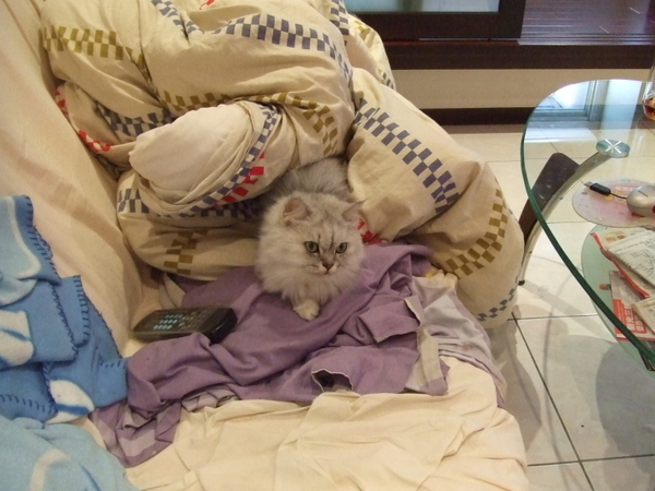 妹妹也愛睡棉被內